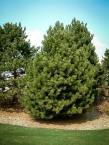 Сосна Чёрная (Pinus Nigra) купить по цене от 270.00р. в интернет-магазине «Посадика» с доставкой почтой в в Альметьевске и по всей России – [изображение №1].