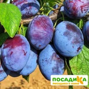 Слива Чачакская ранняя купить по цене от 229.00р. в интернет-магазине «Посадика» с доставкой почтой в в Альметьевске и по всей России – [изображение №1].