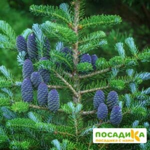 Пихта корейская (Abies koreana) купить по цене от 450.00р. в интернет-магазине «Посадика» с доставкой почтой в в Альметьевске и по всей России – [изображение №1].