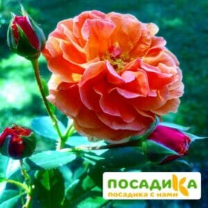 Роза Арабия купить по цене от 350.00р. в интернет-магазине «Посадика» с доставкой почтой в в Альметьевске и по всей России – [изображение №1].