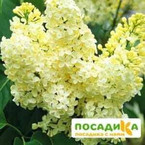 Сирень Примроуз (Primrose) купить по цене от 529.00р. в интернет-магазине «Посадика» с доставкой почтой в в Альметьевске и по всей России – [изображение №1].