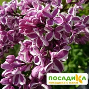 Сирень Сенсация купить по цене от 529.00р. в интернет-магазине «Посадика» с доставкой почтой в в Альметьевске и по всей России – [изображение №1].