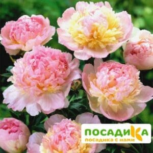 Пион Распберри Сандей (Paeonia Raspberry Sundae) купить по цене от 959р. в интернет-магазине «Посадика» с доставкой почтой в в Альметьевске и по всей России – [изображение №1].