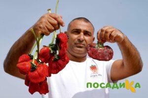Клубника Гигант Джорнея купить по цене от 266р. в интернет-магазине «Посадика» с доставкой почтой в в Альметьевске и по всей России – [изображение №1].