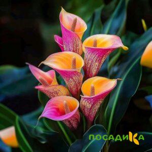 Калла Оникс купить по цене от 450р. в интернет-магазине «Посадика» с доставкой почтой в в Альметьевске и по всей России – [изображение №1].