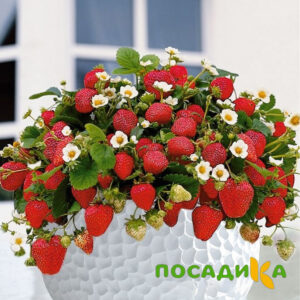 Клубника Рубиновый Шепот (горшечная) купить по цене от 240р. в интернет-магазине «Посадика» с доставкой почтой в в Альметьевске и по всей России – [изображение №1].