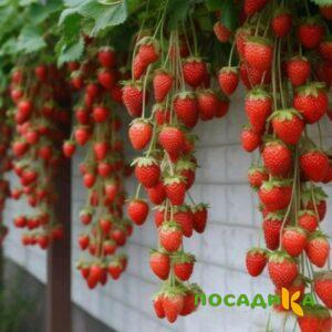 Клубника вьющаяся Комплимент купить по цене от 470р. в интернет-магазине «Посадика» с доставкой почтой в в Альметьевске и по всей России – [изображение №1].