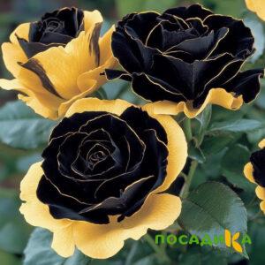 Роза Ханни Сикл купить по цене от 700р. в интернет-магазине «Посадика» с доставкой почтой в в Альметьевске и по всей России – [изображение №1].