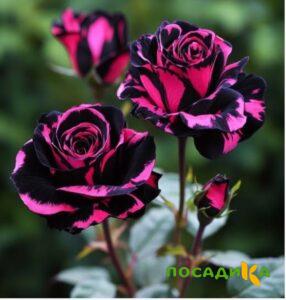 Роза Багровый Шепот купить по цене от 366р. в интернет-магазине «Посадика» с доставкой почтой в в Альметьевске и по всей России – [изображение №1].
