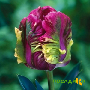 Тюльпан Экзотик Хэвен купить по цене от 186р. в интернет-магазине «Посадика» с доставкой почтой в в Альметьевске и по всей России – [изображение №1].