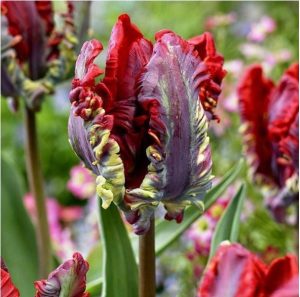 Тюльпан Рококо купить по цене от 350р. в интернет-магазине «Посадика» с доставкой почтой в в Альметьевске и по всей России – [изображение №1].