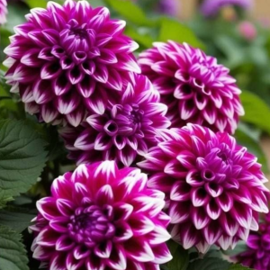 Георгин Кристал Корт купить по цене от 602р. в интернет-магазине «Посадика» с доставкой почтой в в Альметьевске и по всей России – [изображение №1].