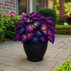 Хоста Фрости Блю купить по цене от 389р. в интернет-магазине «Посадика» с доставкой почтой в в Альметьевске и по всей России – [изображение №1].