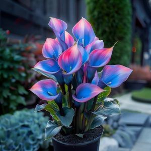 Калла Импрессия купить по цене от 590р. в интернет-магазине «Посадика» с доставкой почтой в в Альметьевске и по всей России – [изображение №1].