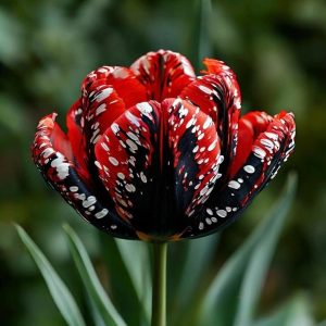 Тюльпан Вельвет Файер купить по цене от 394р. в интернет-магазине «Посадика» с доставкой почтой в в Альметьевске и по всей России – [изображение №1].