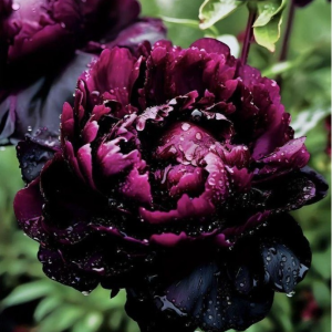 Пион Темный Сад купить по цене от 421р. в интернет-магазине «Посадика» с доставкой почтой в в Альметьевске и по всей России – [изображение №1].