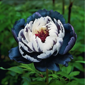 Пион Древовидный Инь-Янь купить по цене от 419р. в интернет-магазине «Посадика» с доставкой почтой в в Альметьевске и по всей России – [изображение №1].