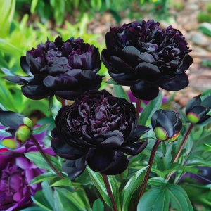 Пион Королевский Бархат купить по цене от 419р. в интернет-магазине «Посадика» с доставкой почтой в в Альметьевске и по всей России – [изображение №1].