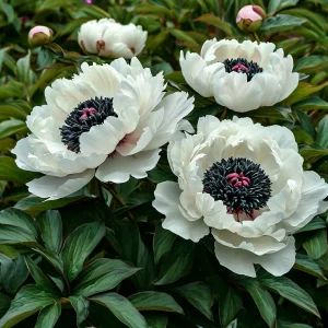 Пион Инк Эн купить по цене от 429р. в интернет-магазине «Посадика» с доставкой почтой в в Альметьевске и по всей России – [изображение №1].