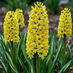 Гиацинт Сансет Голд купить по цене от 2099р. в интернет-магазине «Посадика» с доставкой почтой в в Альметьевске и по всей России – [изображение №1].