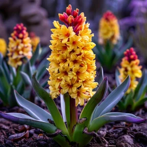 Гиацинт Миднайт Мистери купить по цене от 2099р. в интернет-магазине «Посадика» с доставкой почтой в в Альметьевске и по всей России – [изображение №1].