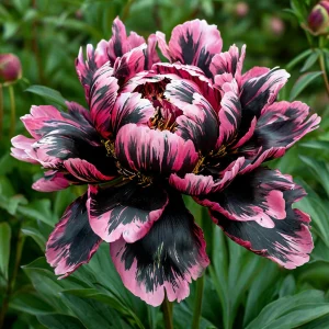 Пион Дроп Руби купить по цене от 469р. в интернет-магазине «Посадика» с доставкой почтой в в Альметьевске и по всей России – [изображение №1].