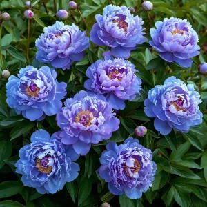 Пион Голубой лотос купить по цене от 590р. в интернет-магазине «Посадика» с доставкой почтой в в Альметьевске и по всей России – [изображение №1].