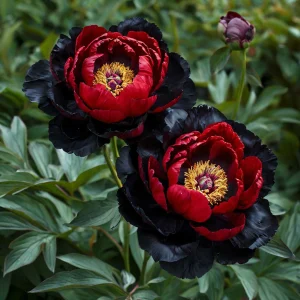 Пион Эбеновый Рубин купить по цене от 419р. в интернет-магазине «Посадика» с доставкой почтой в в Альметьевске и по всей России – [изображение №1].