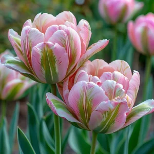 Тюльпан Аврора Принцес купить по цене от 345р. в интернет-магазине «Посадика» с доставкой почтой в в Альметьевске и по всей России – [изображение №1].