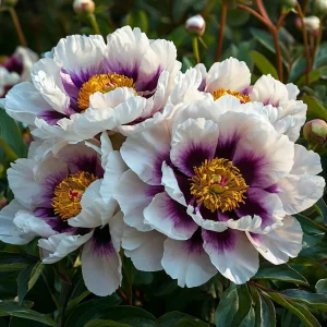 Пион Эко Саммер купить по цене от 548р. в интернет-магазине «Посадика» с доставкой почтой в в Альметьевске и по всей России – [изображение №1].