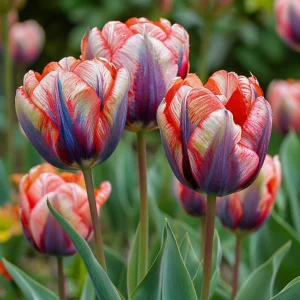 Тюльпан Эбисан Грэйс купить по цене от 217р. в интернет-магазине «Посадика» с доставкой почтой в в Альметьевске и по всей России – [изображение №1].