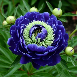 Пион Дримвивер купить по цене от 417р. в интернет-магазине «Посадика» с доставкой почтой в в Альметьевске и по всей России – [изображение №1].