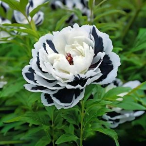 Пион Монохромный Шик купить по цене от 429р. в интернет-магазине «Посадика» с доставкой почтой в в Альметьевске и по всей России – [изображение №1].